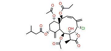 Fragilide T